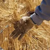 پیش‌بینی کاهش ۵۰ درصدی خرید گندم در کهگیلویه