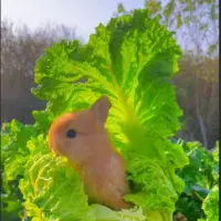 کاهو خوردن بامزه ی یک خرگوش