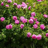 عکس/ برداشت گل محمدی در چهارمحال و بختیاری