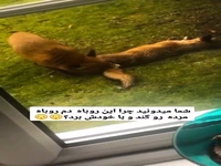 بریدنِ دم روباه مُرده توسط دوستش