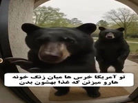 مودب‌ترین خرس‌های دنیا در آمریکا؛ زنگ در را می‌زنند و غذا می‌خواهند!
