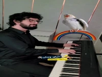 همراهی جالب پرنده خوش صدا با نوازنده