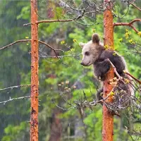 فرار عجیب خرس از ترس سگ‌ها به بالای درخت!