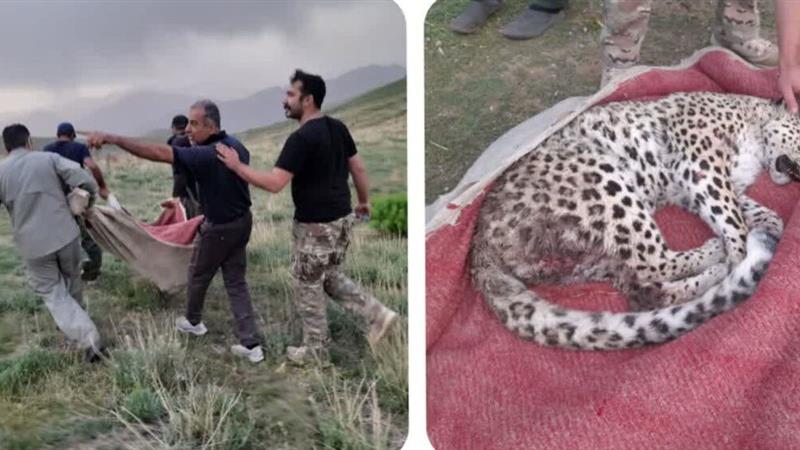 پلنگ ماده ایرانی در البرز تحت درمان قرار گرفت