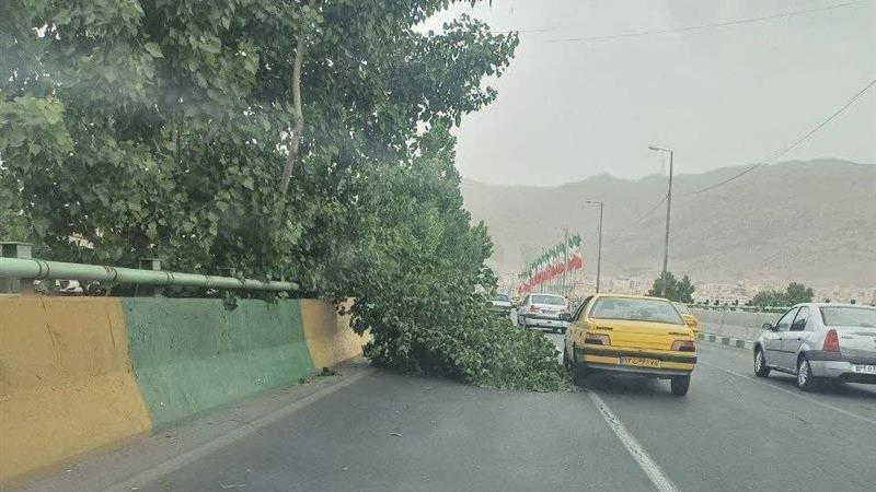 طوفان در البرز درختان را شکست