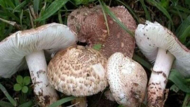 ۱۹ نفر به علت مصرف قارچی سمی در لرستان مسموم شدند
