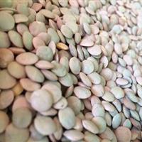 برداشت عدس در سطح ۳۷۰ هکتار از اراضی کشاورزی ایلام آغاز شد