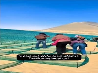 درختکاری چینی‌ها در دل بیابان