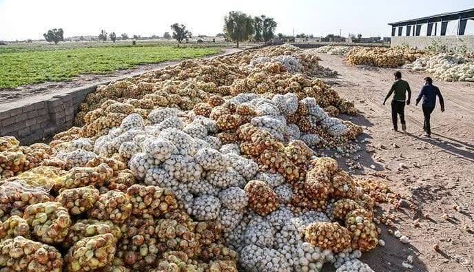 هزاران تن پیاز در دمای ۴۵ درجه جنوب کرمان دپو شد