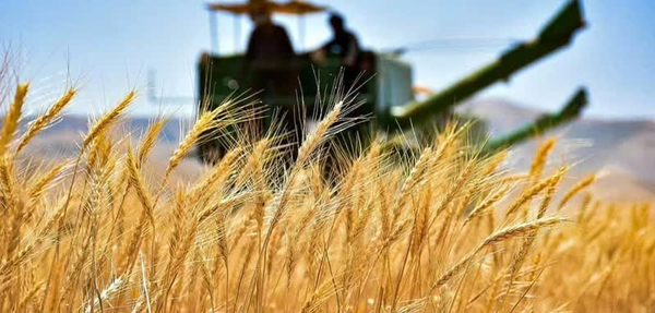 رئیس بنیاد ملی گندم‌کاران: پارسال در گندم خودکفا شده بودیم، امسال خودکفایی از بین رفت