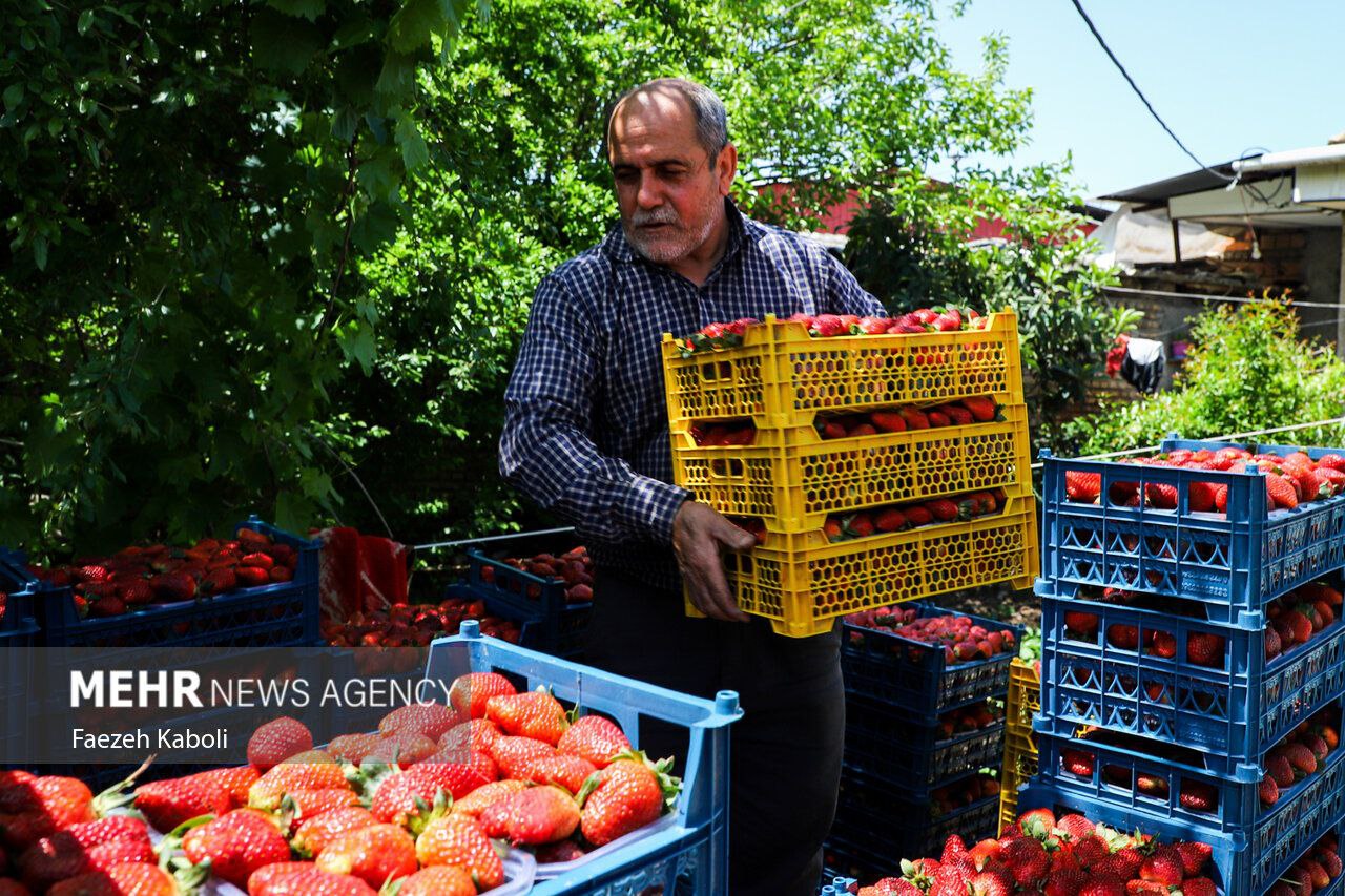 برداشت توت فرنگی در گلستان