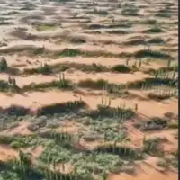 تبدیل بیابان خشک به جنگلی سرسبز!