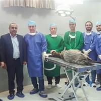 نخستین پیوند نانو کامپوزیت گرافن در دنیا انجام شد