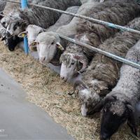 مهدیشهر قطب اصلاح و به‌نژاد ژنتیک دام کشور می‌شود