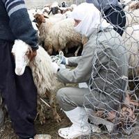 همه‌گیری بیماری تب برفکی در شهرستان ایوان واقعیت ندارد