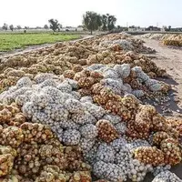 هزاران تن پیاز در دمای ۴۵ درجه جنوب کرمان دپو شد