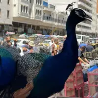 حیوانات و پرندگان عجیب‌ و غریب در بازار بغداد