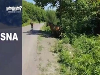 عبور گله اسب‌ها از کنار یکدیگر در جاده سیاهکل به دیلمان