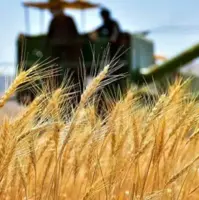 رئیس بنیاد ملی گندم‌کاران: پارسال در گندم خودکفا شده بودیم، امسال خودکفایی از بین رفت
