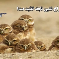 ببنید بچه جغدهای باهوش با تقلید صدای مار زنگی چطور گورکن را فراری دادند 