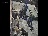 لحظه حمله سگ به کارشناس دامپزشکی طرقبه شاندیز