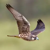 حمله شگفت انگیز شاهین