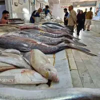عرضه آبزیان حرام‌گوشت در فارس خلاف شرع و غیرقانونی است