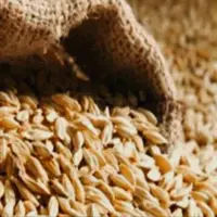 توقیف محموله ۲۴ تنی قاچاق جو در نیمروز