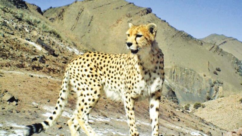 یوزپلنگ تازهشناساییشده در توران سمنان سهساله و فرزند «هلیا» است