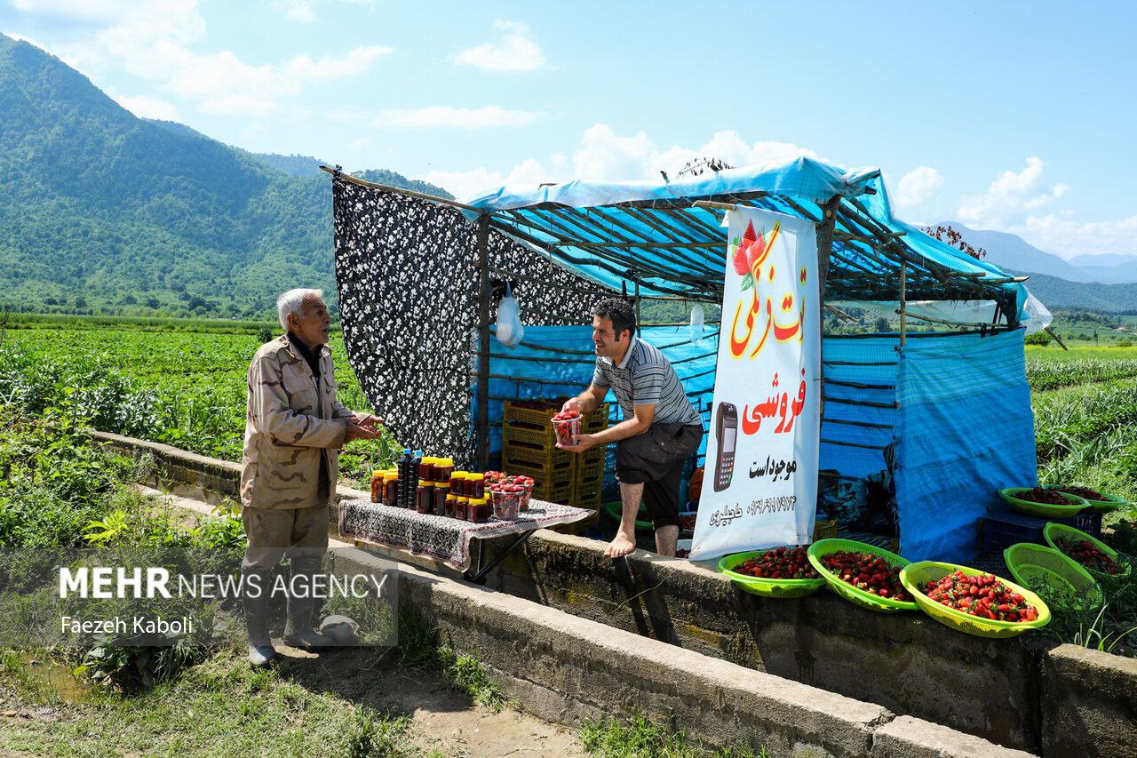 عکس/ برداشت توت فرنگی در گلستان