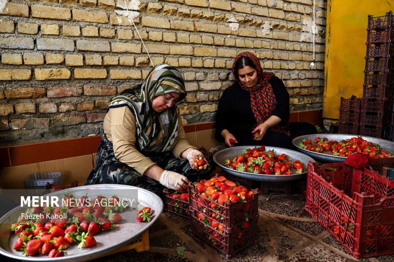 عکس/ برداشت توت فرنگی در گلستان