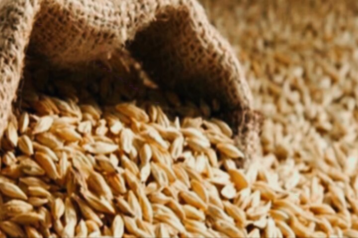 توقیف محموله ۲۴ تنی قاچاق جو در نیمروز