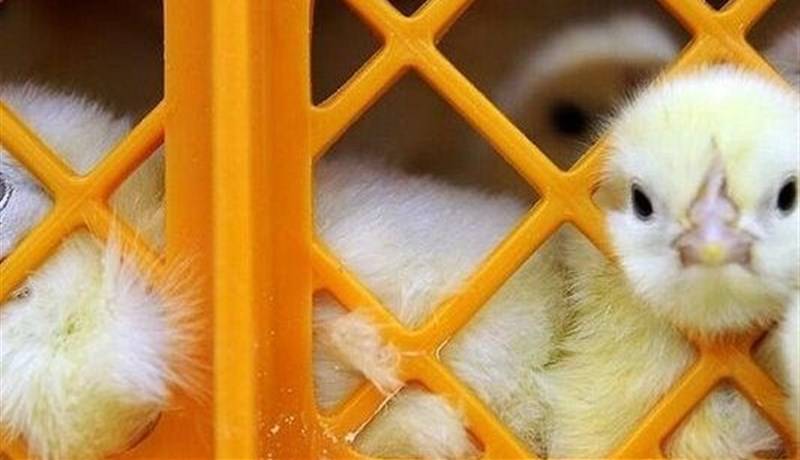 قیمت مصوب جوجه یک روزه ۲۸ هزار تومان شد