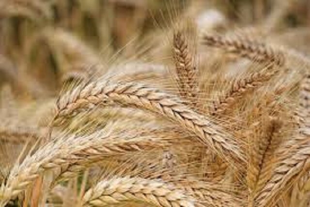 آغاز پرداخت مطالبات گندمکاران در فارس