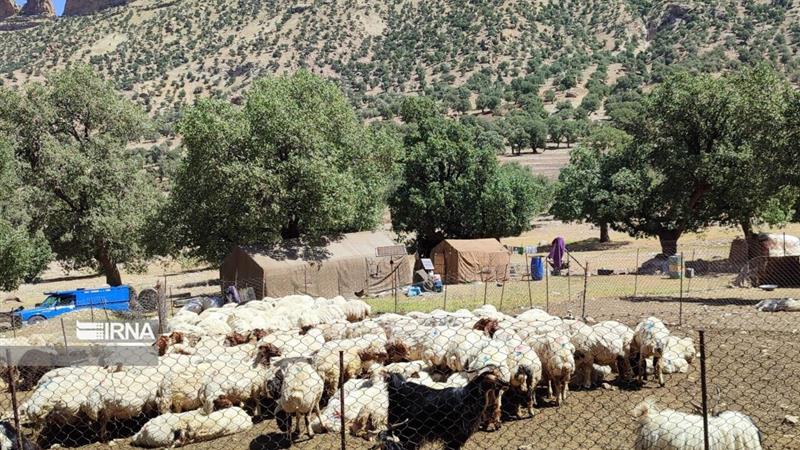مراتع ایلام زیر لبه قیچی توسعه و تخریب