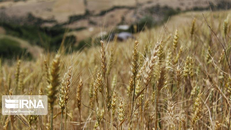 خشکسالی ۶۲ هزار هکتار گندمزار خراسانشمالی را از چرخه تولید خارج کرد