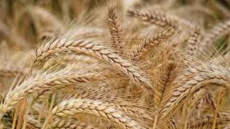 آغاز برداشت گندم از مزارع سرپل ذهاب