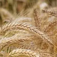 آغاز پرداخت مطالبات گندم‌کاران در فارس