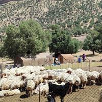 مراتع ایلام زیر لبه‌ قیچی توسعه و تخریب