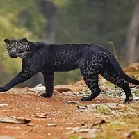 تصاویری دیدنی و نایاب از نبرد یک پلنگ سیاه با جگوار