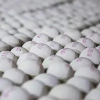 قیمت تخم مرغ درب مرغداری به ۳۷ هزارتومان رسید