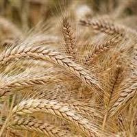 آغاز برداشت گندم از مزارع سرپل ذهاب