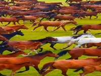 نمایی از اسب های قزاق