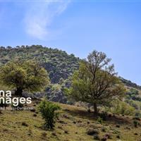 پیش‌بینی افزایش محسوس دما برای چهارمحال و بختیاری