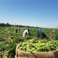 برداشت نخود فرنگی و باقلا از طارم آغاز شد
