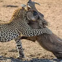 فیلمی عجیب از حمله گروهی گراز‌های وحشی به یک پلنگ
