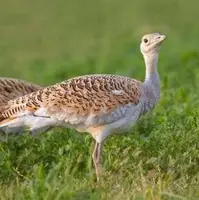 مشاهده میش‌مرغ و خرس قهوه‌ای در همدان