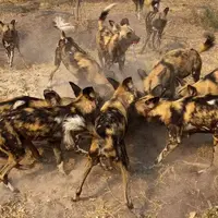۲۳ سگ وحشی یک گراز وحشی را از پای درآوردند!