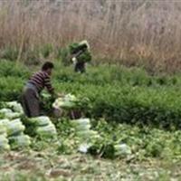 آغاز برداشت نخود فرنگی و باقلا از مزارع طارم