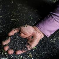 خرید تضمینی یک‌هزار تن کلزا در استان مرکزی برنامه ریزی شد